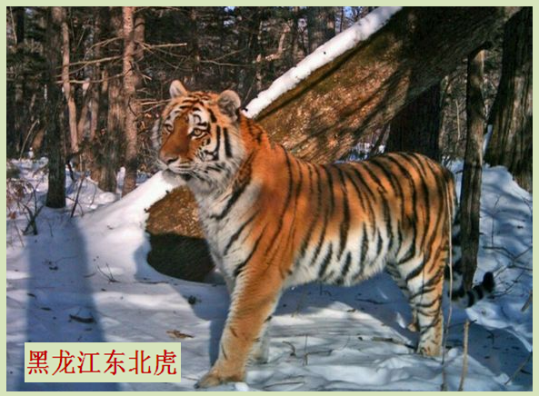 黑龙江省简介001