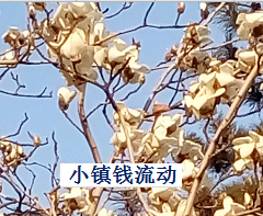 0427小镇.png